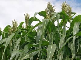 Agriculture : Perspectives des récoltes de céréales de base pour 2019-2020